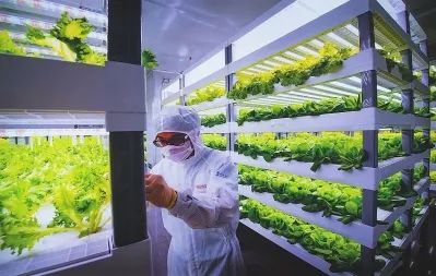 從實驗室到餐桌 透視中日荷植物工廠的演進與未來