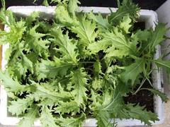 聚義公塑料泡沫 臨夏蔬菜泡沫箱廠家的品質之選